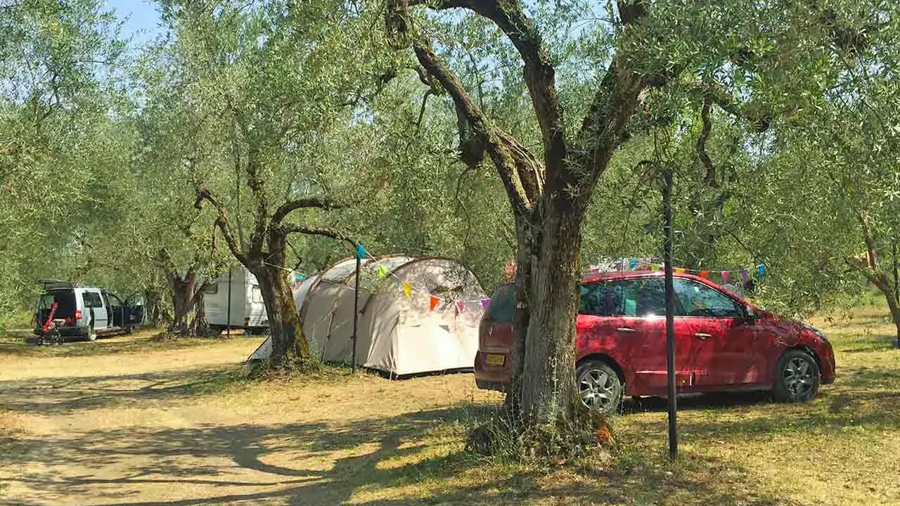 Un tranquillo **agricampeggio nel Lazio**, tra ulivi secolari, con tende e auto parcheggiate.