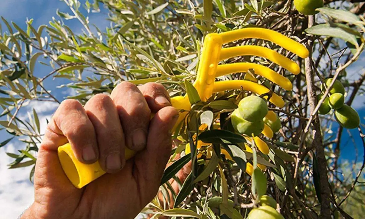 Mano che afferra un rastrello giallo per la raccolta olive, con rami carichi di frutti verdi sotto un cielo azzurro.