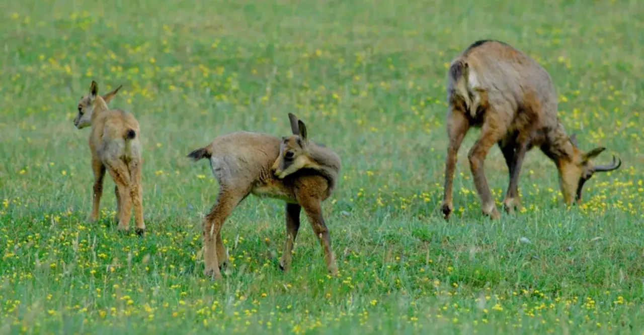 Tre camosci pascolano in un prato fiorito, un'immagine che evoca la pace del **park zoo Poppi**.