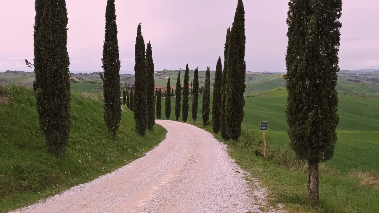 Strada dei cipressi in Val d'Orcia, un sentiero sterrato serpeggia tra dolci colline verdi, fiancheggiato da alti cipressi.