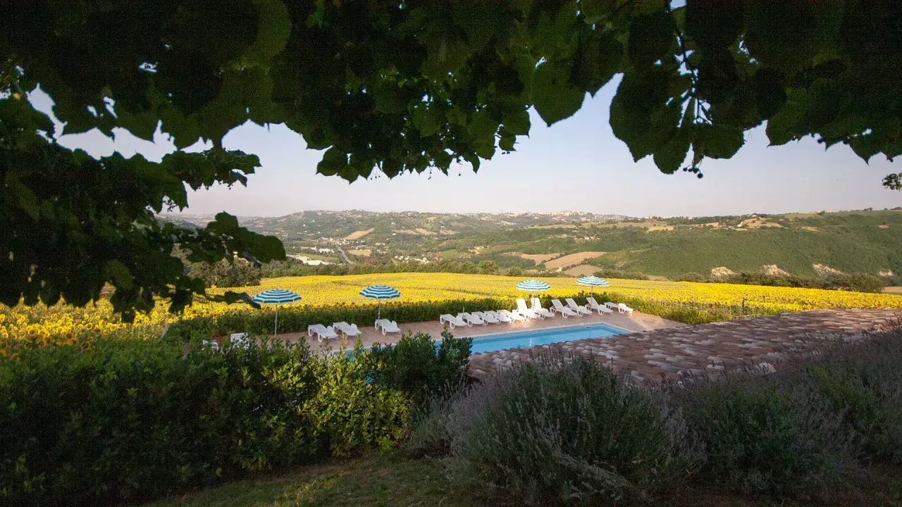 Piscina e lettini con vista su un campo di girasoli, tipici degli agriturismi nelle colline marchigiane.