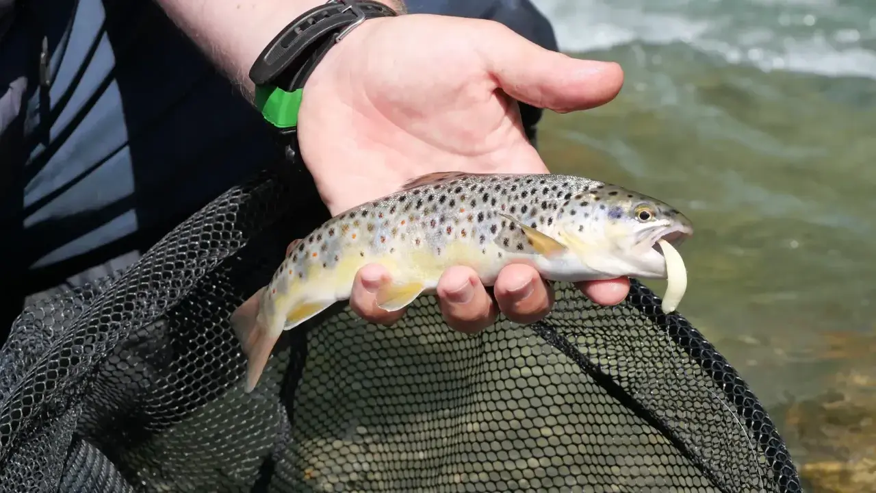 Trota fario appena pescata in un torrente del Trentino Alto Adige, con un'esca in bocca.