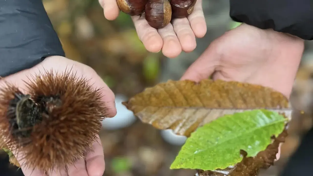 Mani che raccolgono castagne autunno: una con un riccio spinoso, un'altra con castagne lucide, e una terza con foglie cadute.