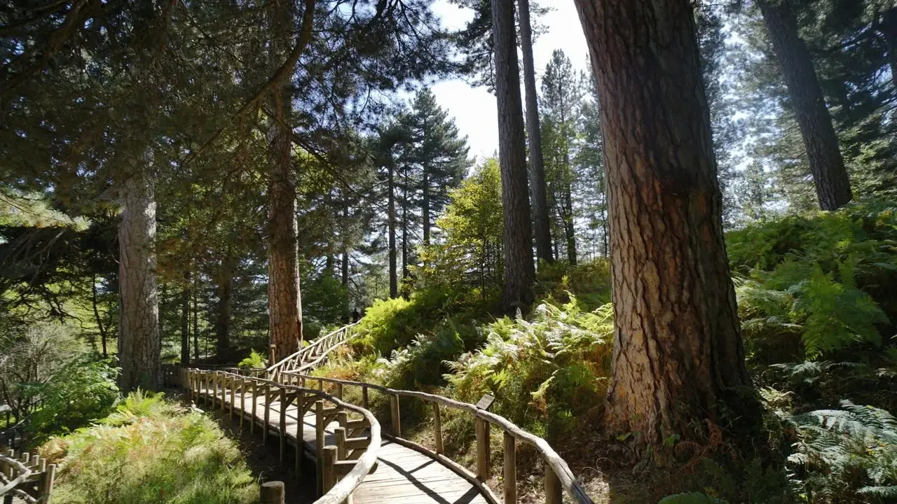Sentiero in legno tra pini secolari e felci rigogliose, un invito a scoprire i paesi della Sila da visitare.