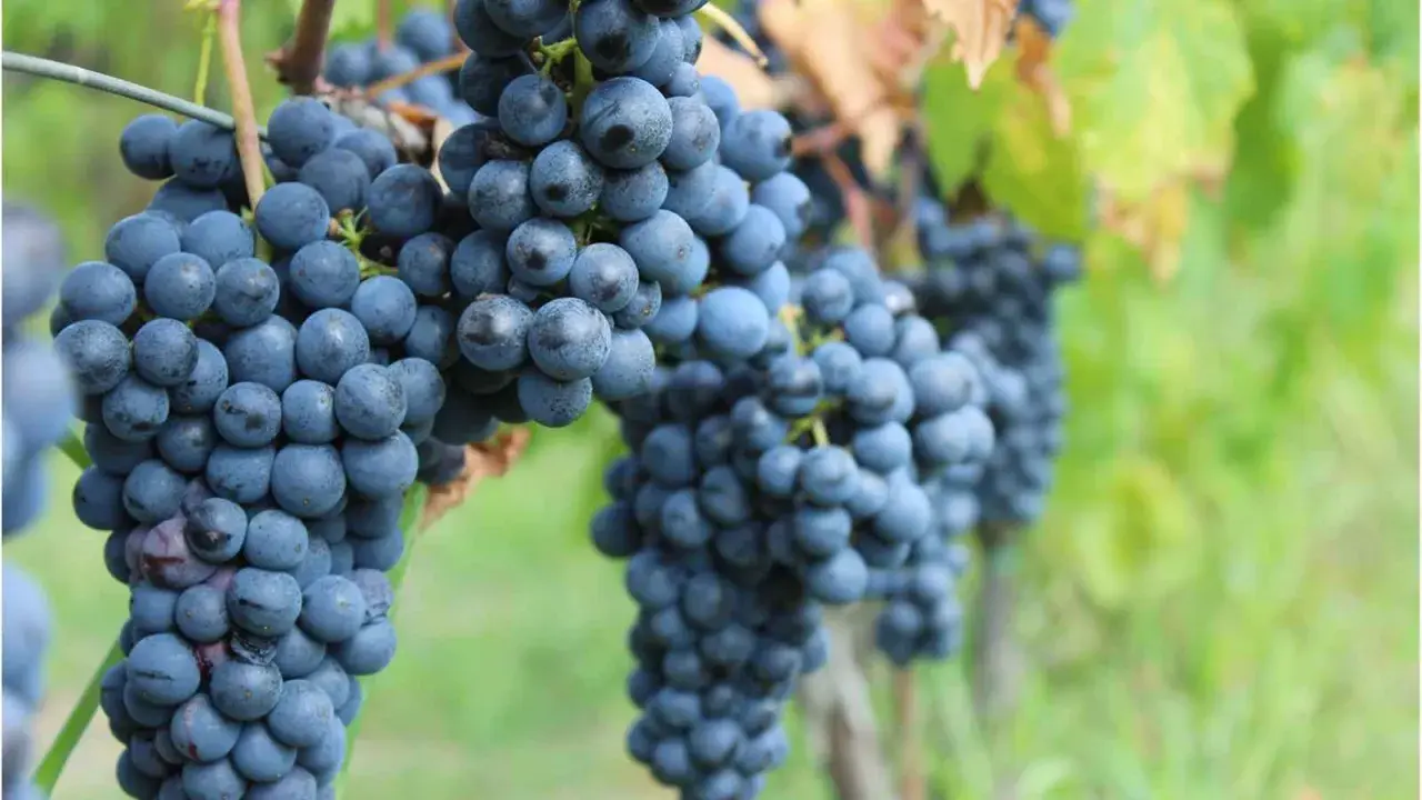Grappoli maturi di vitigno Chianti pendono dai tralci, pronti per la vendemmia.