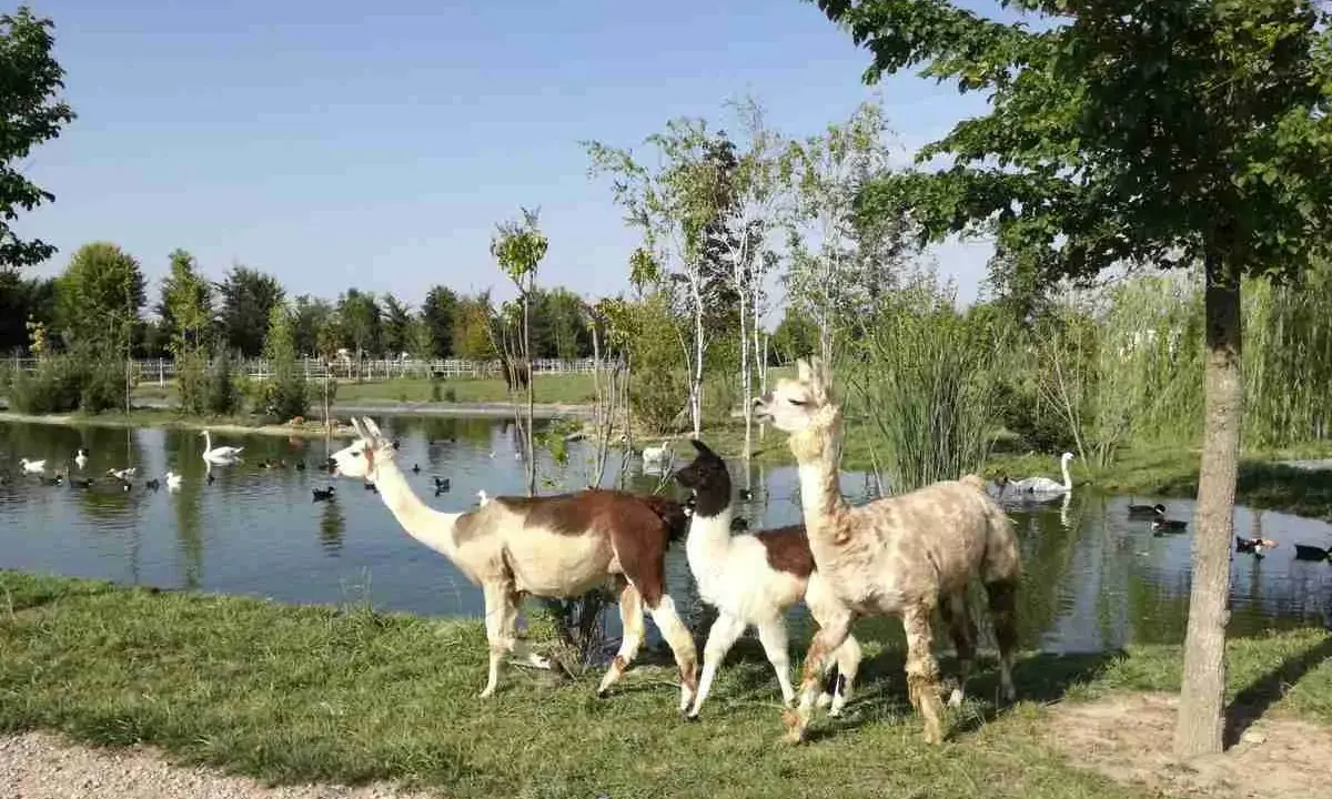 Tre lama e diversi uccelli acquatici in un paesaggio sereno, un assaggio di animali in Puglia.