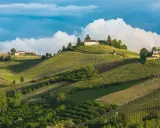 Dolci colline con vigneti ordinati e case in cima, un paesaggio da sogno per un agricampeggio in Piemonte.