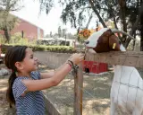 Bambina offre cibo a una capra in una delle fattorie con animali a Milano.