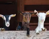 Tre caprette curiose sporgono da una staccionata in legno, un'immagine tipica degli animali in Sicilia.
