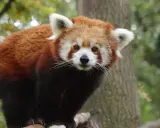 Panda rosso in un parco con animali in Toscana, con il suo muso bianco e le orecchie bianche.