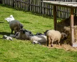 Un gregge di pecore e agnelli riposa sull'erba verde, con un'oca bianca che pascola nelle vicinanze. Un'immagine idilliaca delle fattorie altoatesine.