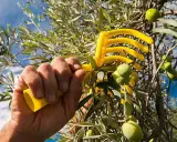 Mano che afferra un rastrello giallo per la raccolta olive, con rami carichi di frutti verdi sotto un cielo azzurro.
