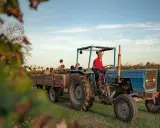 Un trattore blu traina un carro pieno di bambini, un'esperienza indimenticabile di dormire in fattoria con bambini.