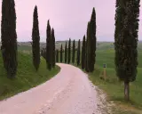 Strada dei cipressi in Val d'Orcia, un sentiero sterrato serpeggia tra dolci colline verdi, fiancheggiato da alti cipressi.