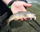 Trota fario appena pescata in un torrente del Trentino Alto Adige, con un'esca in bocca.