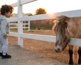 Bambina curiosa osserva un pony dietro una staccionata. Un'esperienza indimenticabile tra animali in Lombardia al tramonto.
