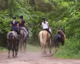 Quattro persone fanno passeggiate a cavallo in un bosco dell'Emilia Romagna, godendosi la natura.