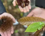 Mani che raccolgono castagne autunno: una con un riccio spinoso, un'altra con castagne lucide, e una terza con foglie cadute.