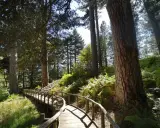 Sentiero in legno tra pini secolari e felci rigogliose, un invito a scoprire i paesi della Sila da visitare.
