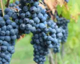 Grappoli maturi di vitigno Chianti pendono dai tralci, pronti per la vendemmia.