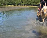 Cavalli che guadano un lago durante una passeggiata a cavallo a Reggio Emilia, con alberi sullo sfondo.