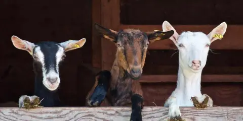 Tre caprette curiose sporgono da una staccionata in legno, un'immagine tipica degli animali in Sicilia.