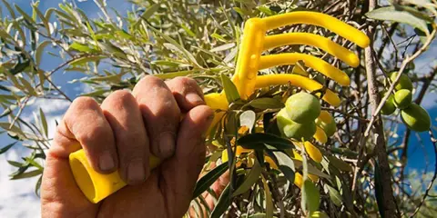 Mano che afferra un rastrello giallo per la raccolta olive, con rami carichi di frutti verdi sotto un cielo azzurro.