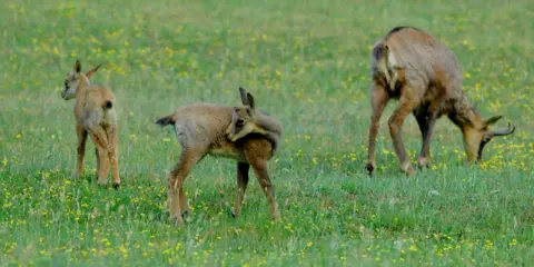 Tre camosci pascolano in un prato fiorito, un'immagine che evoca la pace del **park zoo Poppi**.