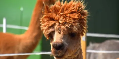 Alpaca con folta criniera in una masseria con animali in Puglia.