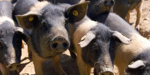 Un gruppo di maiali neri toscani con orecchie maculate e targhette gialle, curiosi e vicini tra loro.