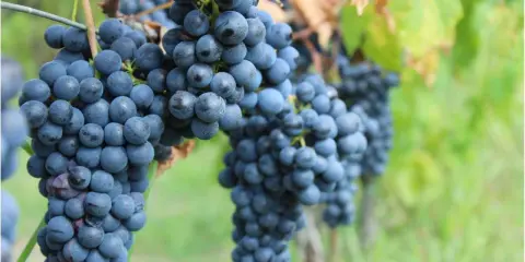 Grappoli maturi di vitigno Chianti pendono dai tralci, pronti per la vendemmia.