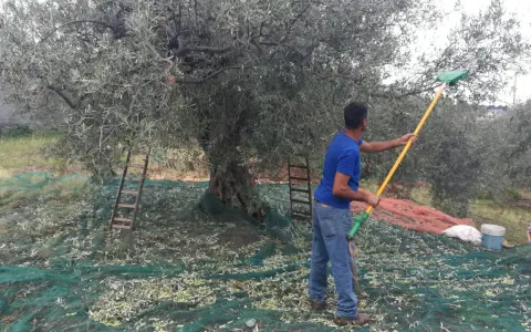 Uomo con rastrello raccoglie olive da un grande albero, reti a terra per la raccolta olive tradizionale.