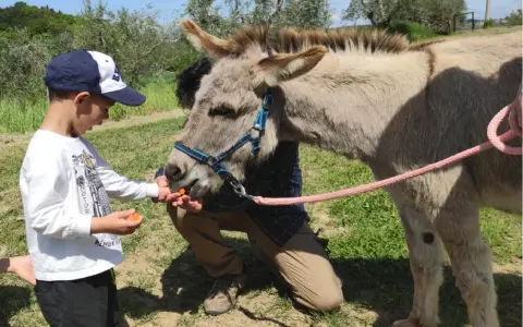 Bambino offre carote a un asinello, un momento di tenerezza tra i bellissimi animali Umbria.