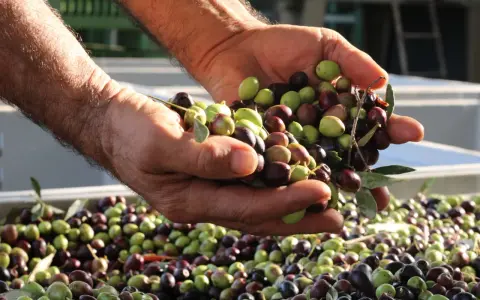 Mani che mostrano il raccolto di olive fresche, verdi e nere, un esempio di come si raccolgono le olive.