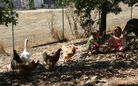 Bambini giocano in una masseria didattica in Puglia, circondati da galline e un'oca.