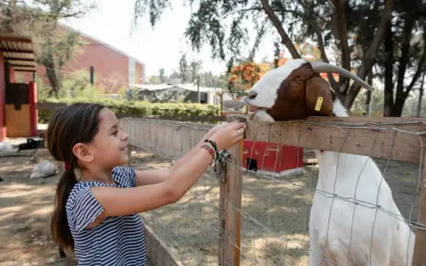 Bambina offre cibo a una capra in una delle fattorie con animali a Milano.
