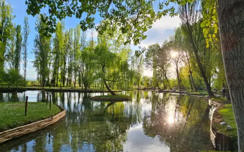 Un'isola verde con un salice piangente al centro, riflessa in un lago tranquillo. Un angolo di pace in Umbria, tra curiosità sull'acqua e natura rigogliosa.