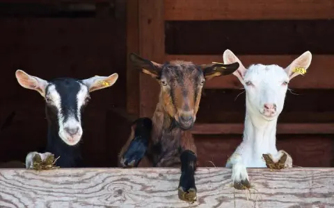 Tre caprette curiose sporgono da una staccionata in legno, un'immagine tipica degli animali in Sicilia.