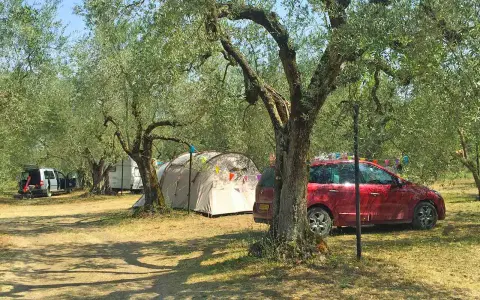 Un tranquillo **agricampeggio nel Lazio**, tra ulivi secolari, con tende e auto parcheggiate.