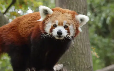 Panda rosso in un parco con animali in Toscana, con il suo muso bianco e le orecchie bianche.
