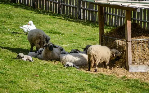 Un gregge di pecore e agnelli riposa sull'erba verde, con un'oca bianca che pascola nelle vicinanze. Un'immagine idilliaca delle fattorie altoatesine.