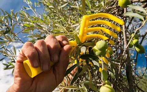 Mano che afferra un rastrello giallo per la raccolta olive, con rami carichi di frutti verdi sotto un cielo azzurro.