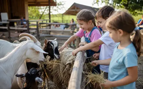 Bambini felici che danno da mangiare a capre e pecore in un agriturismo, un luogo ideale con animali per bambini.