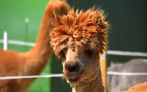 Alpaca con folta criniera in una masseria con animali in Puglia.