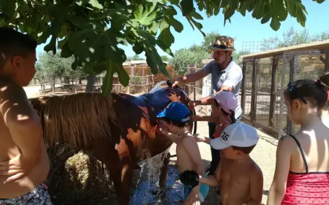 Children and a man wash a brown horse under a fig tree at a farm.