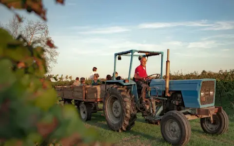 Un trattore blu traina un carro pieno di bambini, un'esperienza indimenticabile di dormire in fattoria con bambini.