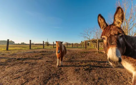 Un asino curioso si avvicina alla telecamera in un parco con animali in Toscana, mentre un pony osserva in lontananza.