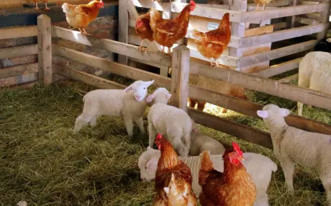 Galline e agnelli in un recinto di legno in una fattoria nelle Marche. La scena è piena di fieno e animali che interagiscono pacificamente.