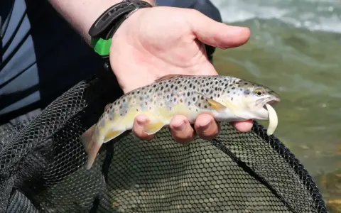 Trota fario appena pescata in un torrente del Trentino Alto Adige, con un'esca in bocca.