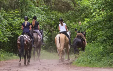 Quattro persone fanno passeggiate a cavallo in un bosco dell'Emilia Romagna, godendosi la natura.